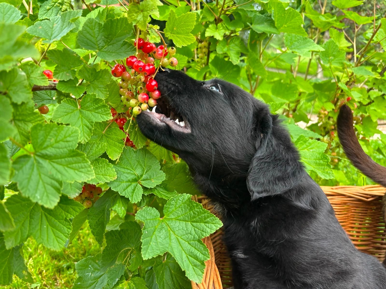 Friese stabij x labrador pup nog één lieftallig reutje ....., Nederland, Parvo, 8 tot 15 weken, Labrador retriever