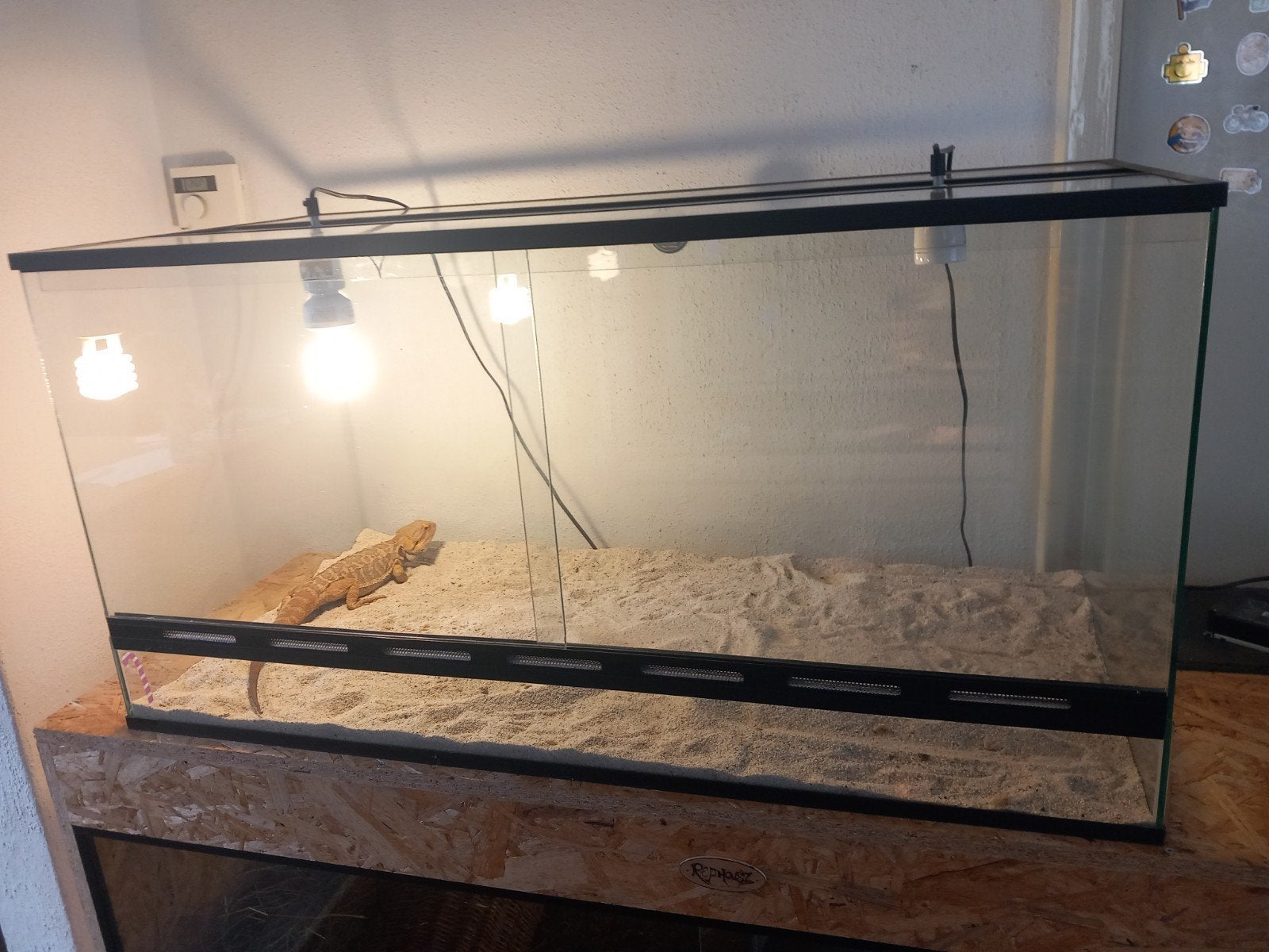 baardagaam mannetje met terrarium, Dieren en Toebehoren, Hagedis, Met terrarium, 0 tot 2 jaar
