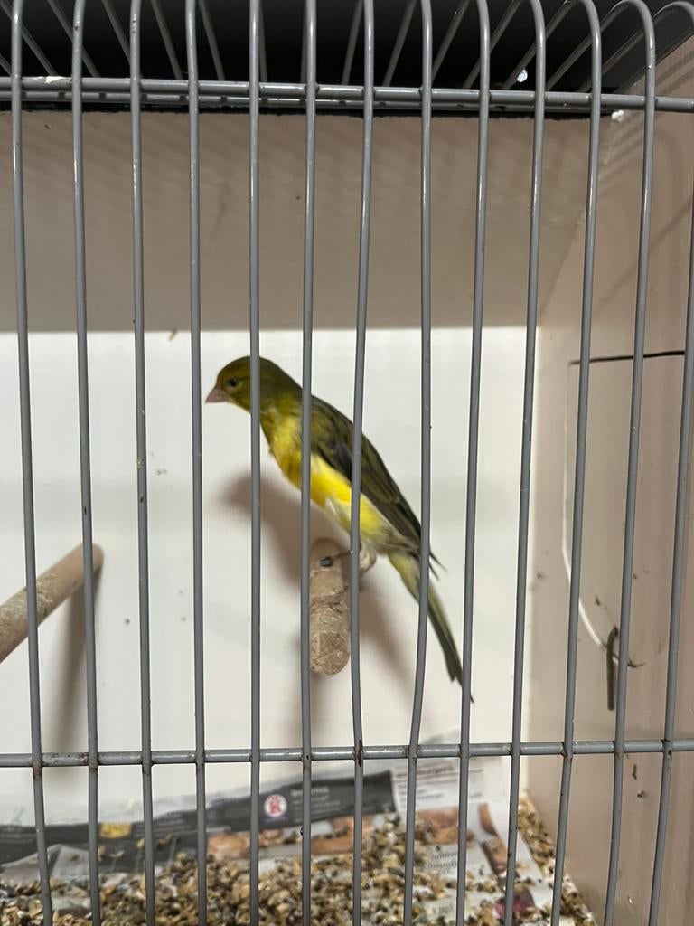 Kanarie man uit 2025, Mannelijk, Kleurkanarie