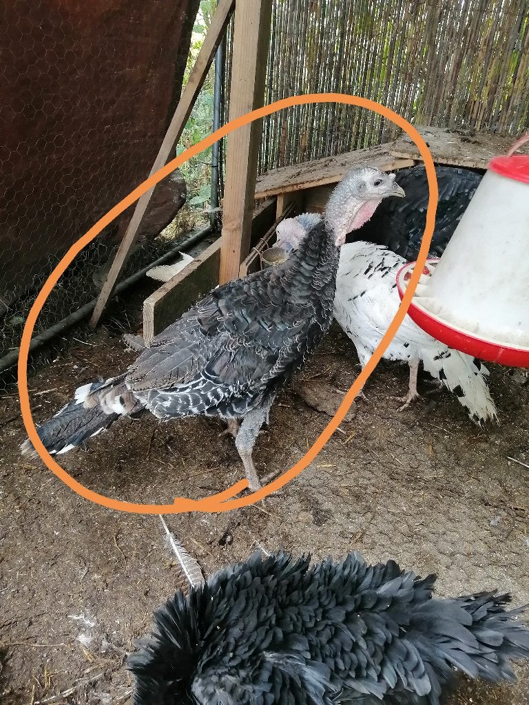 2 kalkoenen te koop, Dieren en Toebehoren, Pluimvee, Meerdere dieren, Kalkoen