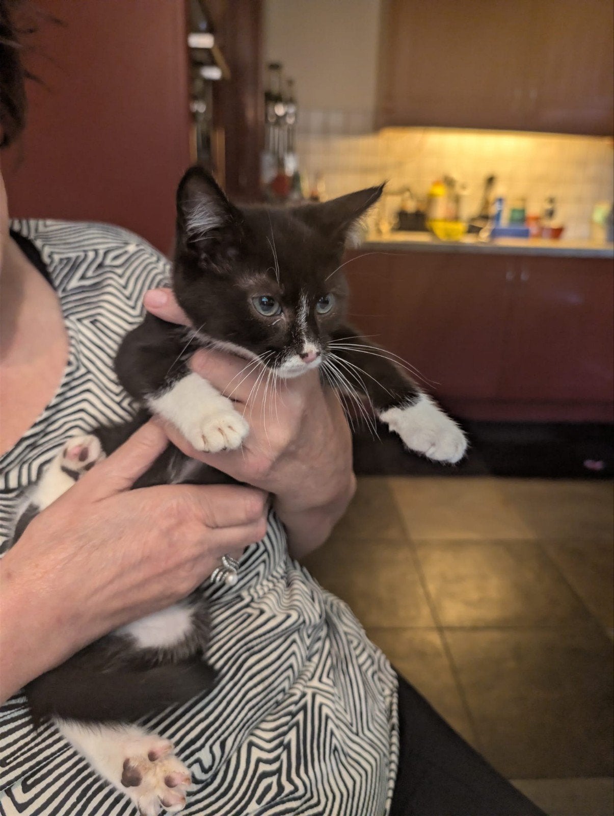 kittens te koop