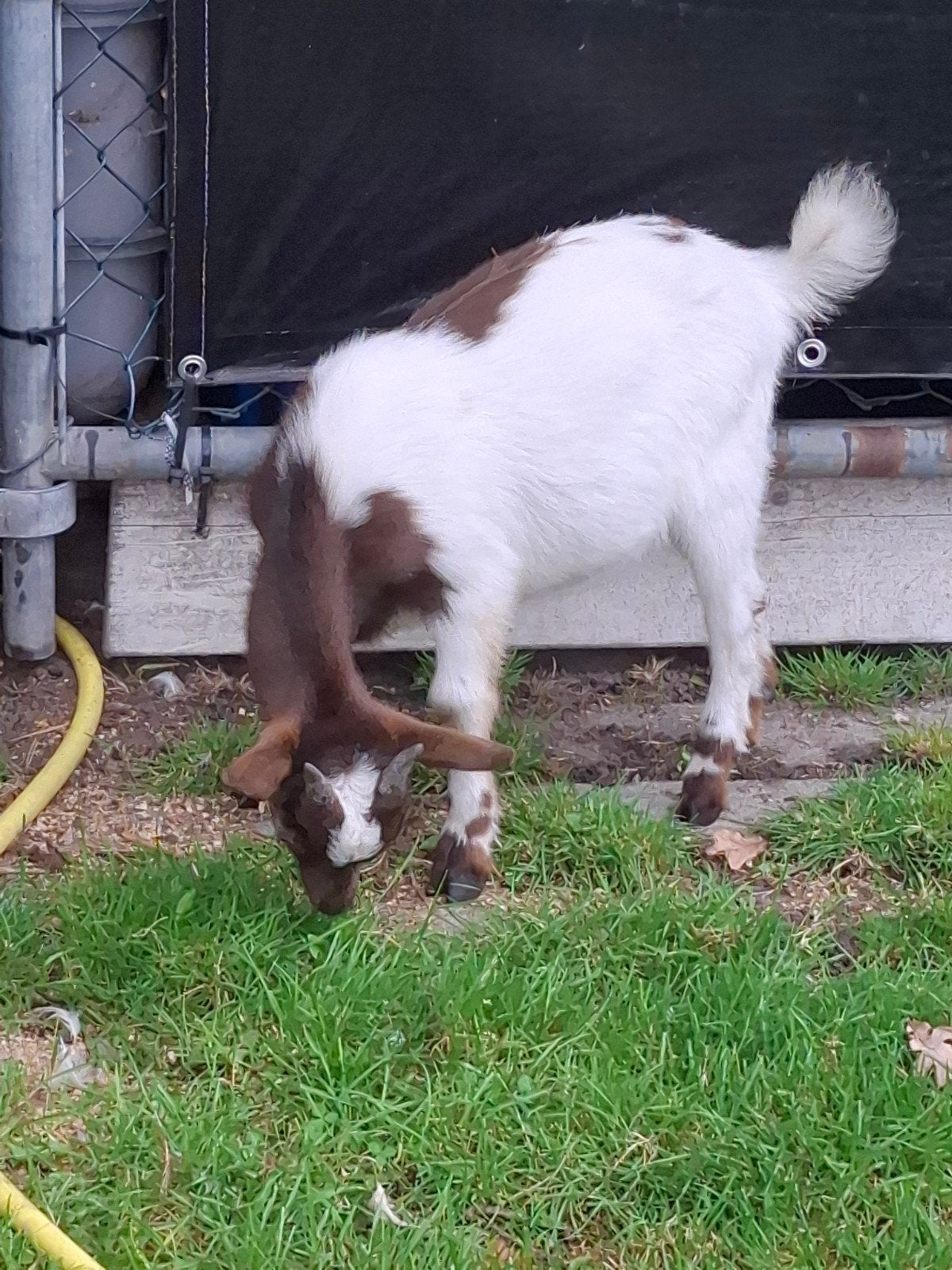 dwergbokje, Dieren en Toebehoren, Mannelijk, Geit
