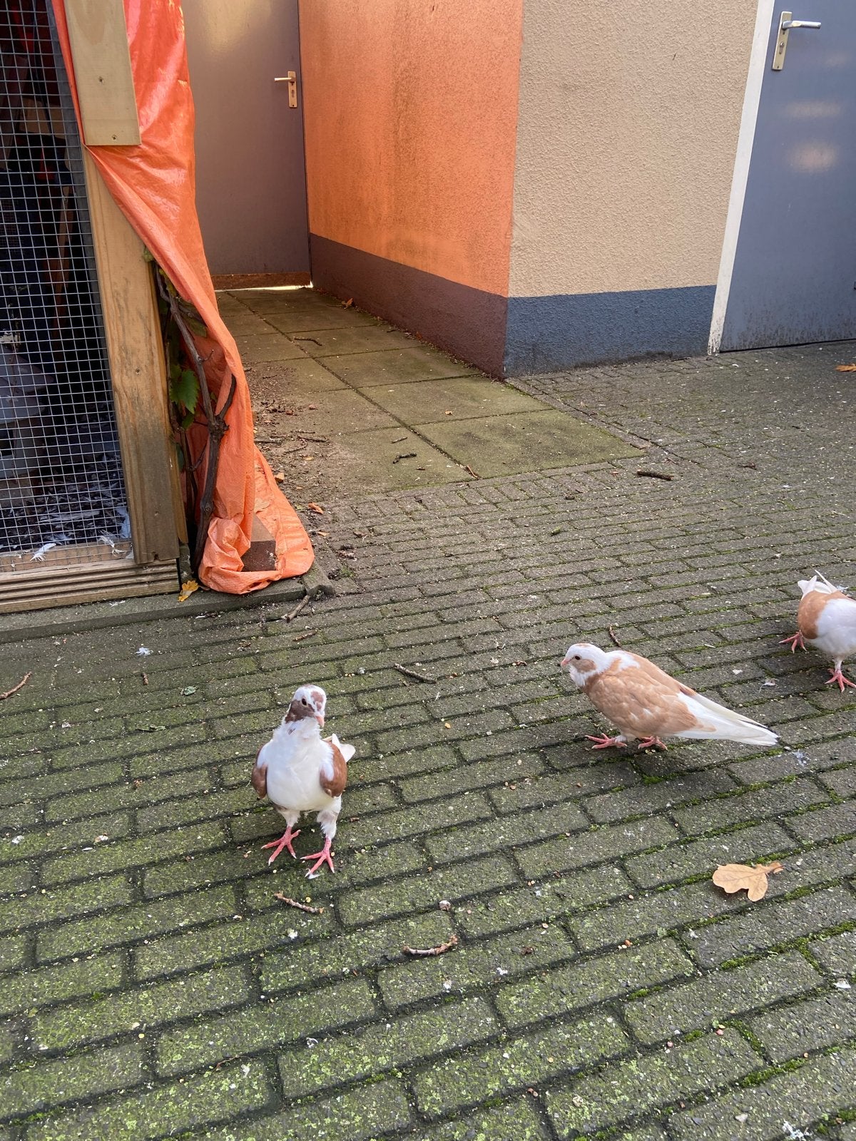 Mooi Duiven hel good, Dieren en Toebehoren, Meerdere dieren, Overige soorten