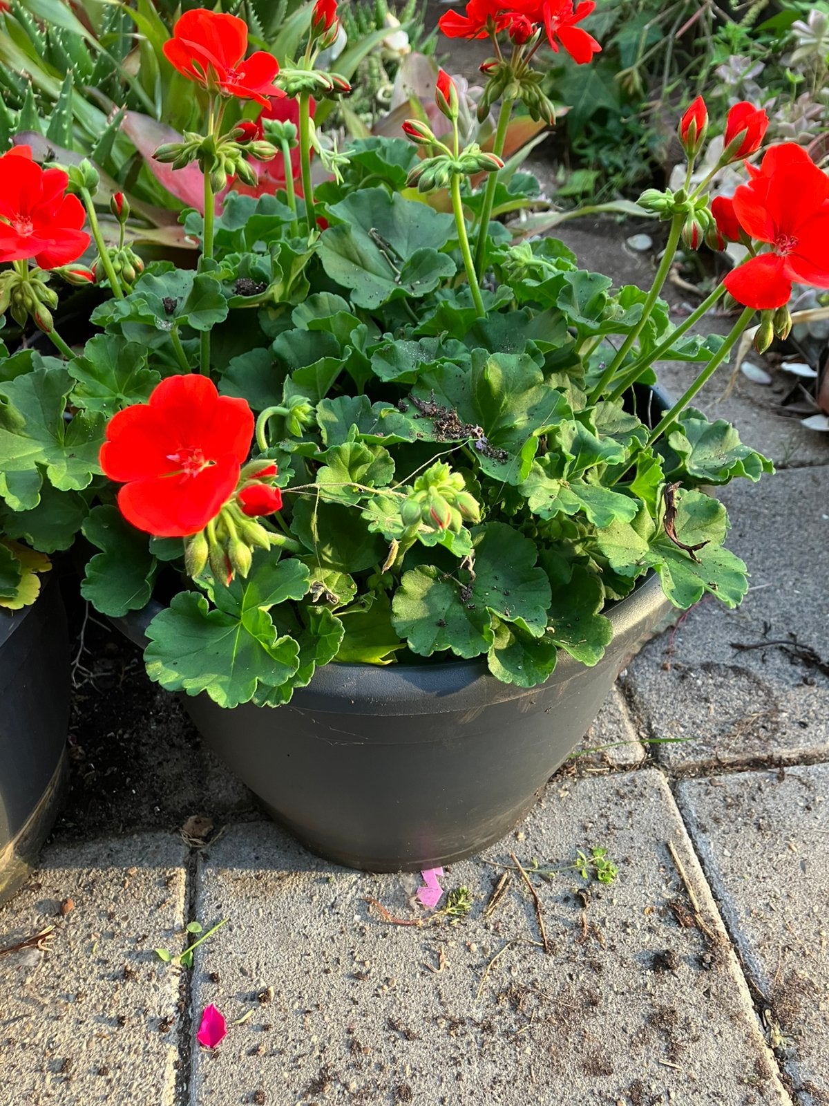 Geranium in kuippot 30 dia, Ophalen, Overige soorten, Volle zon