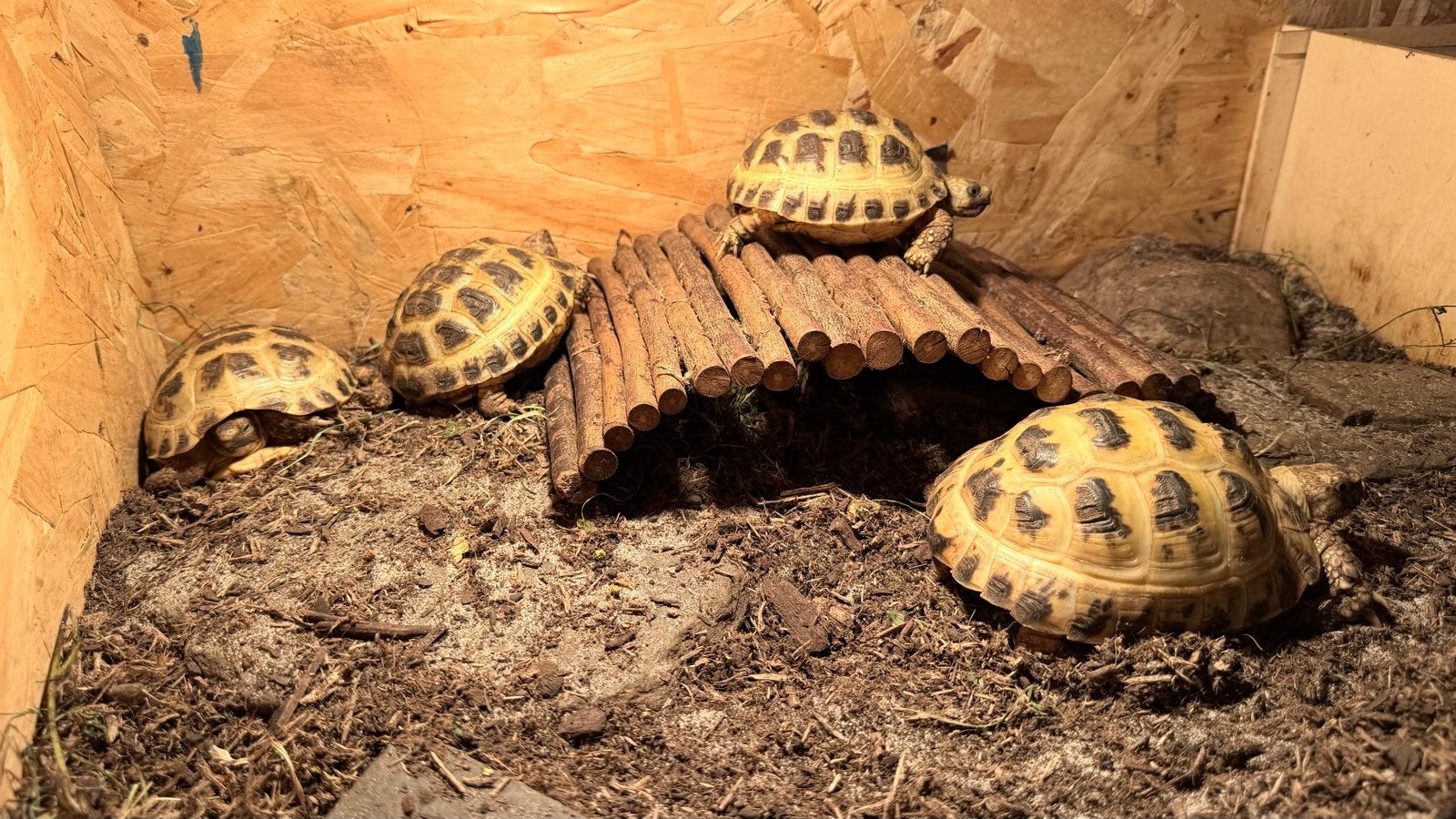 Viertenschildpadden  1 vrouwtje te koop, Dieren en Toebehoren, Reptielen en Amfibieën, Schildpad, 3 tot 6 jaar