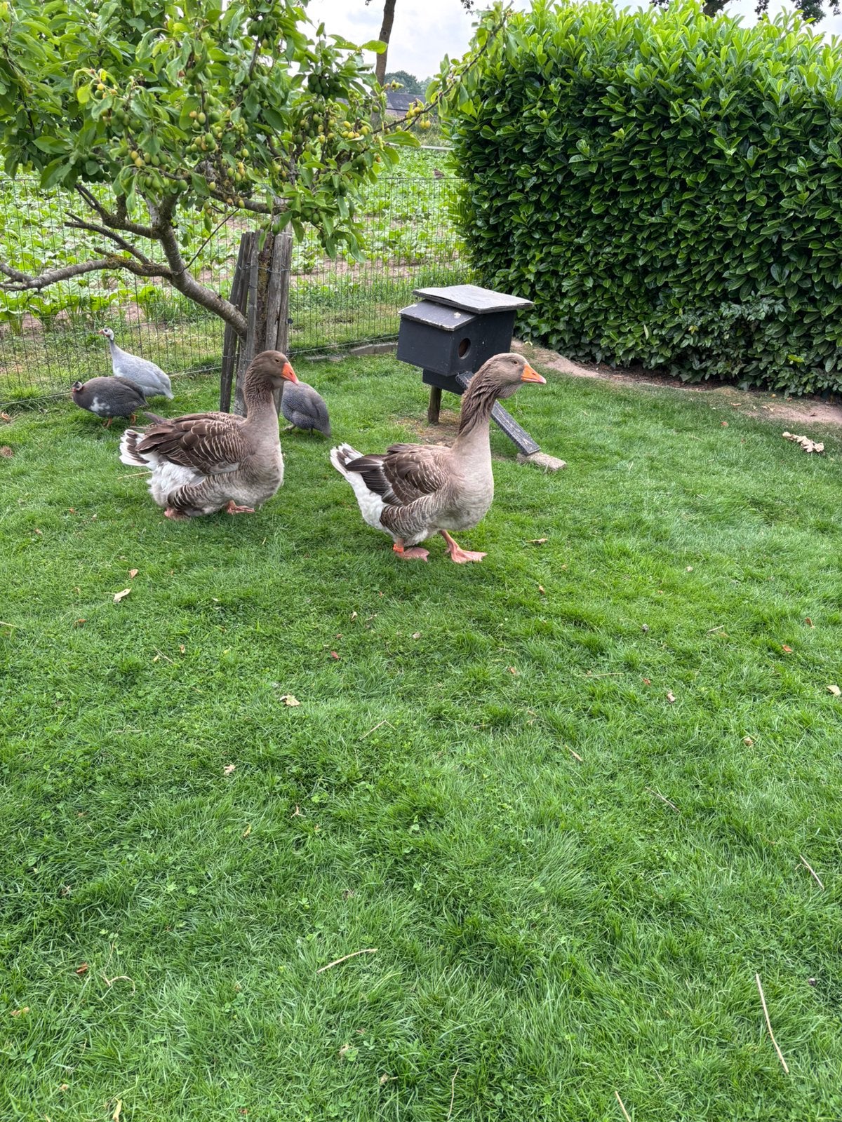 Toulouse ganzen Dewlap, Meerdere dieren, Gans of Zwaan