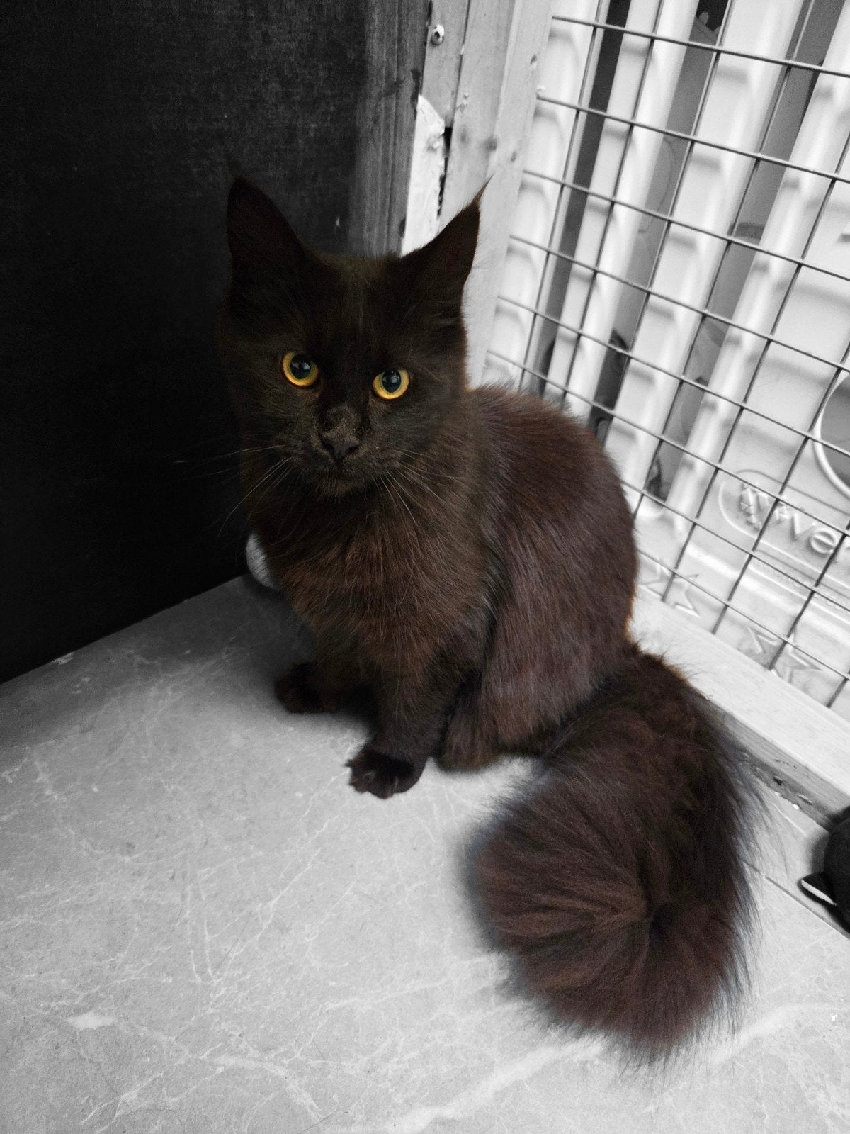maincoon te koop, Poes, 0 tot 2 jaar