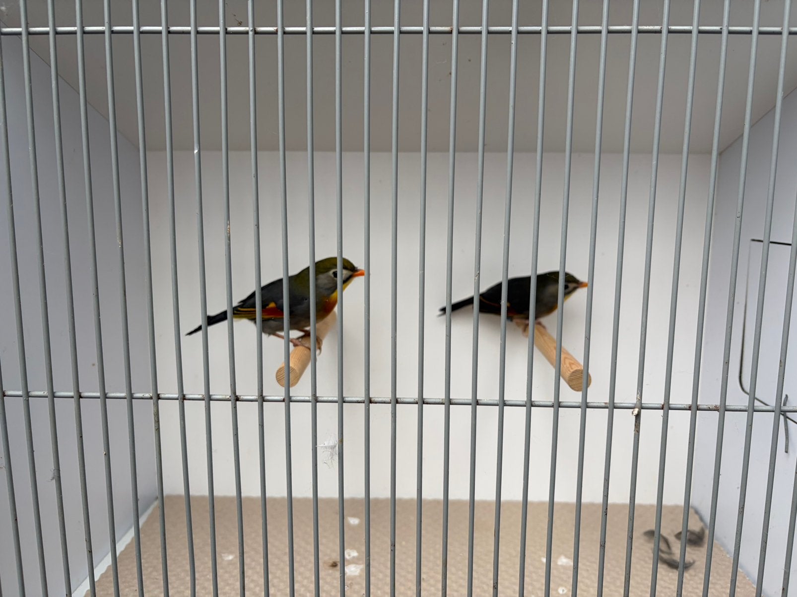 2-2 japanse nachtegalen, Dieren en Toebehoren, Meerdere dieren, Geringd
