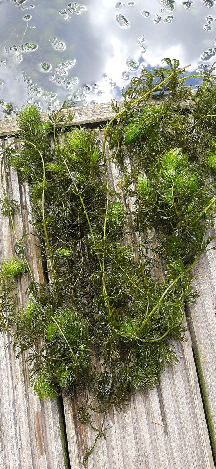 Grof Hoornblad  zeer goede zuurstofplant, Volle zon, Bloeit niet, Minder dan 100 cm, Overige soorten