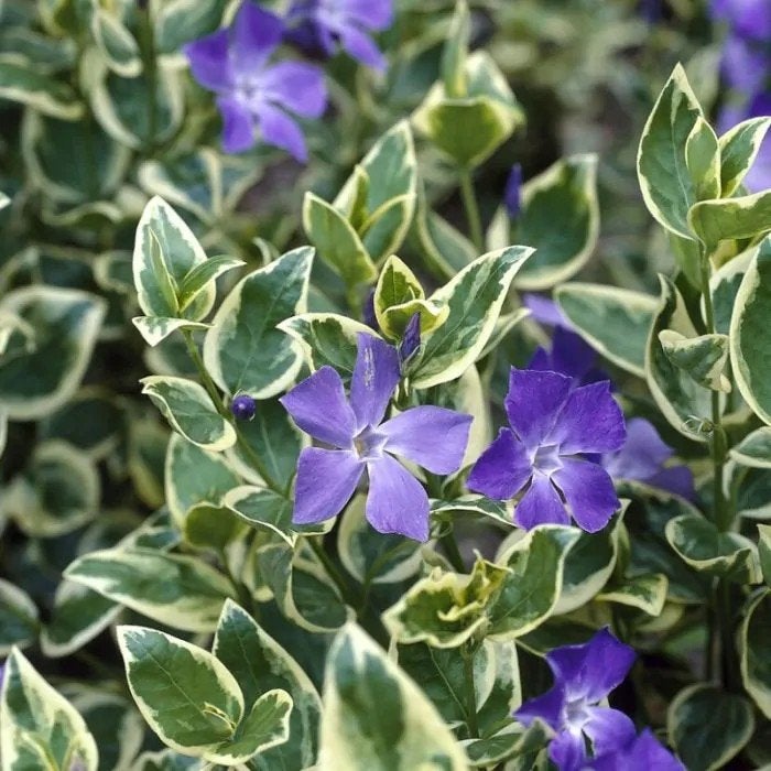 vinca major variegata. bonte maagdenpalm P9 planten bodembed, Tuin en Terras, Bodembedekkers, Vaste plant, Ophalen of Verzenden