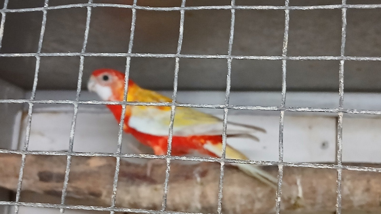 rubino  rosella  van 2026, Dieren en Toebehoren