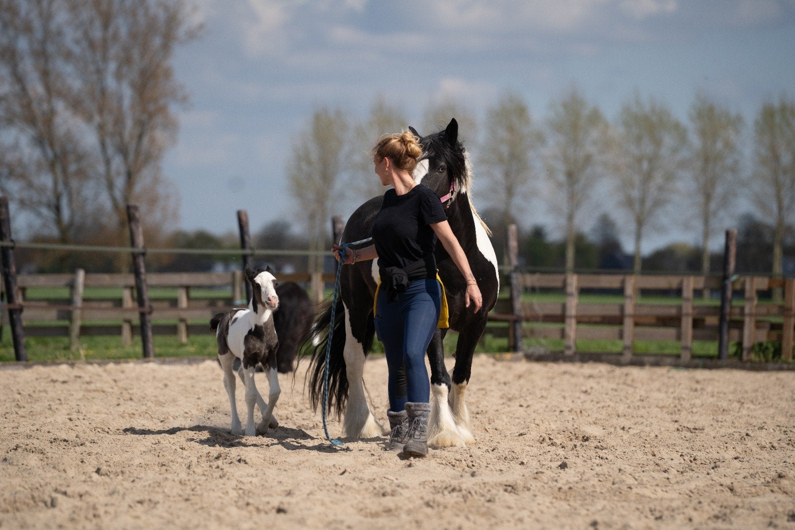 ontprikkelen op een paarden locatie (paardencoaching), Dieren en Toebehoren, Ophalen, Nieuw