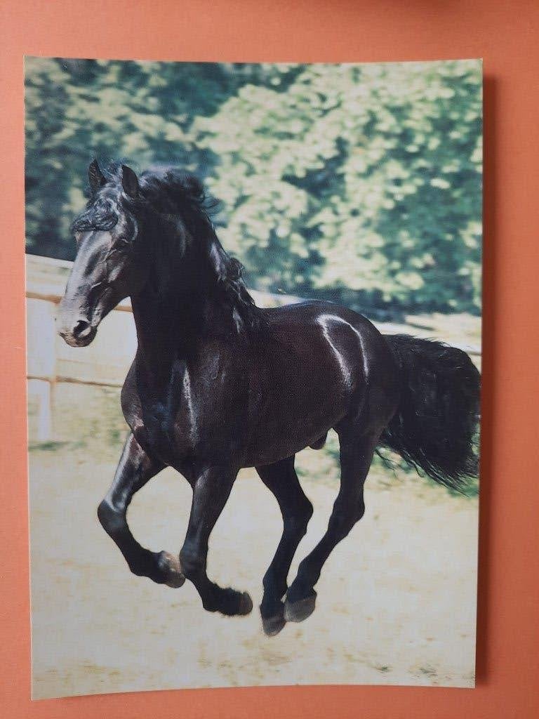 ansichtkaart paard veulen, Verzamelen, Ansichtkaarten | Dieren, Ophalen, 1980 tot heden, Ongelopen, Paard