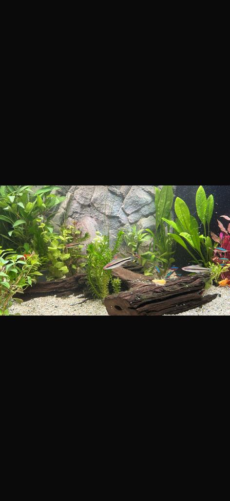 4 barbeel en aantal tetra vissen, Vis, Zoetwatervis, Schoolvis