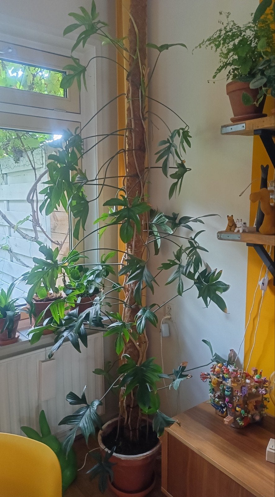 Grote Philodendron Florida Green kamerplant, Ophalen, 200 cm of meer, Overige soorten, Halfschaduw
