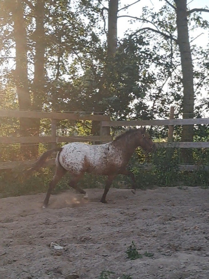 3-jarige merrie 1.25m – braaf, mensgericht & springaanleg, Merrie, Onbeleerd, 3 tot 6 jaar
