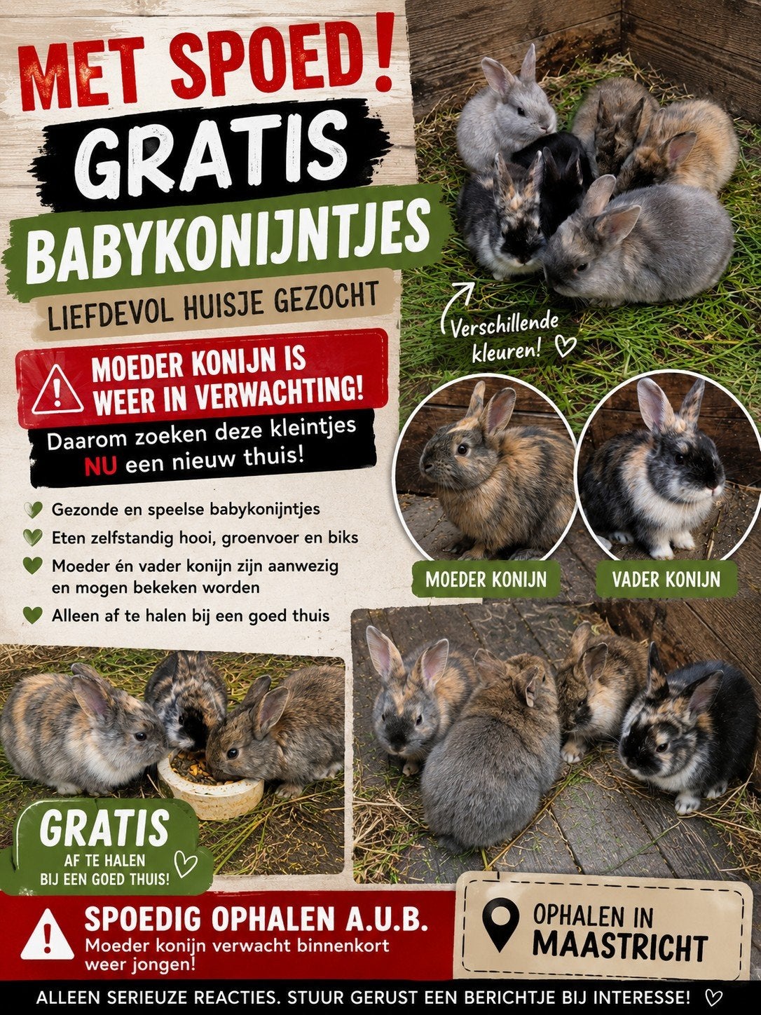 Konijntjes, Dieren en Toebehoren, Konijnen