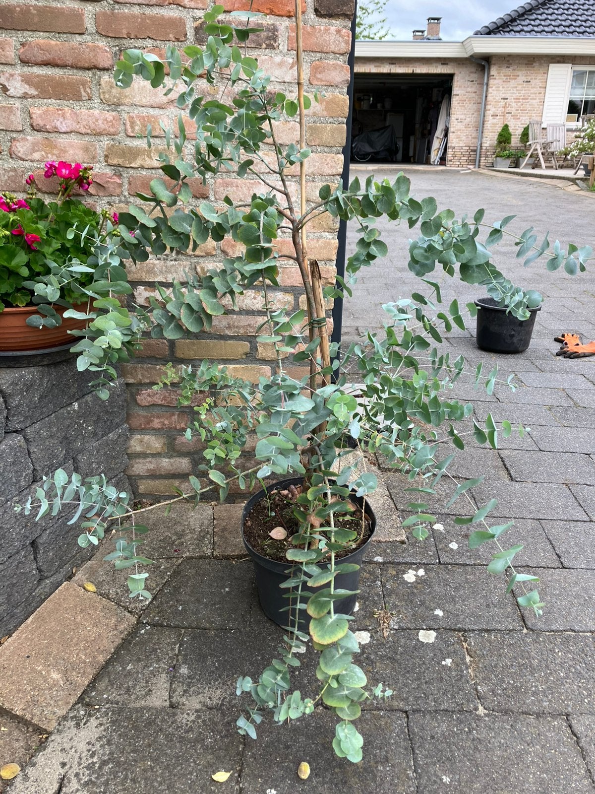 Eucalyptus 1.00 mrt hoog, Ophalen of Verzenden, Volle zon, Overige soorten