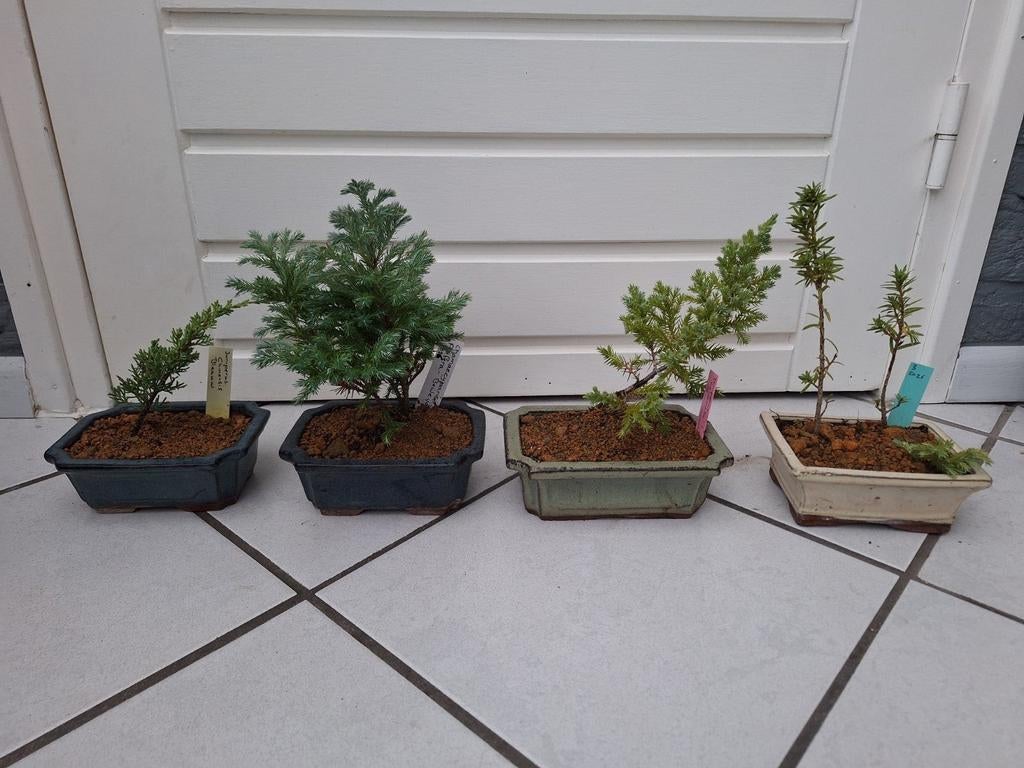 Diverse bonsai starters stekjes , Esdoorns  Acers, Tuin en Terras, Planten | Bomen, Bloeit niet, Halfschaduw, Minder dan 100 cm