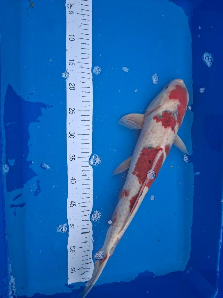 Koi Doitsu Kohaku 55 cm., Dieren en Toebehoren, Vissen | Vijvervissen, Karper of Koi
