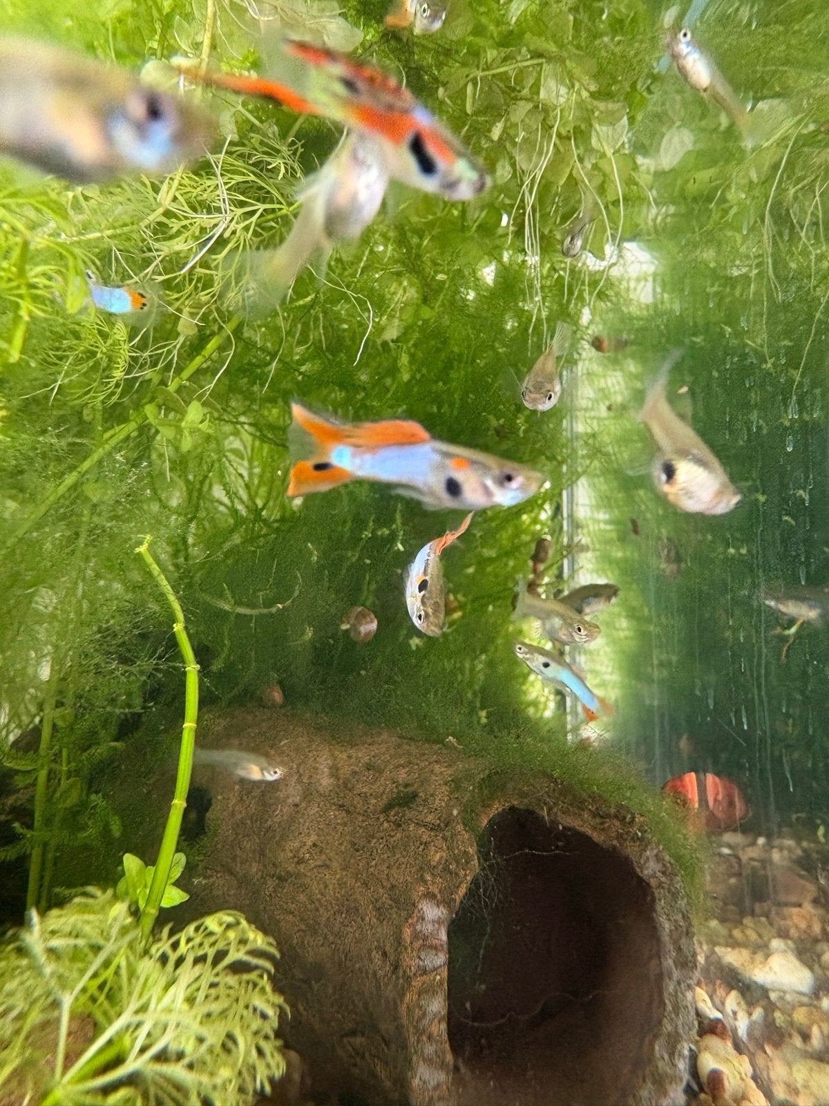 Endler guppen, Dieren en Toebehoren, Vissen | Aquariumvissen, Vis, Zoetwatervis