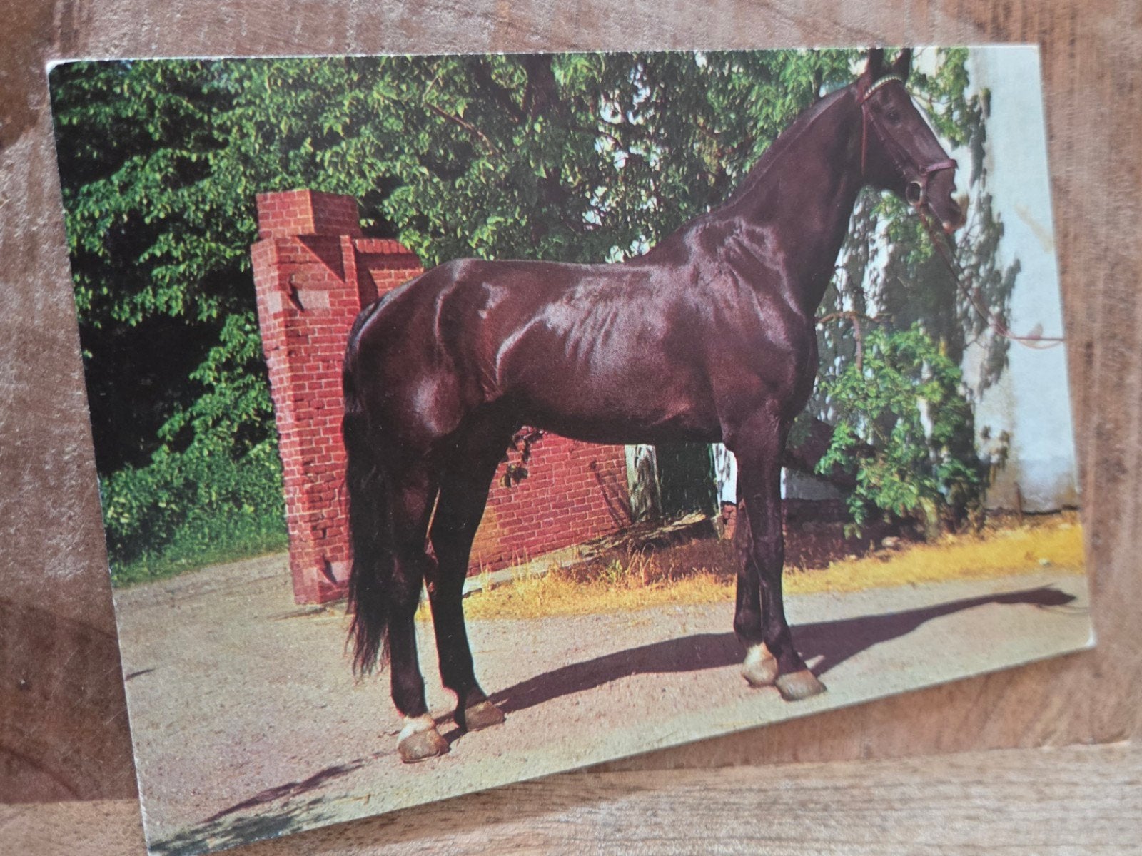 Prachtig paard, Verzamelen, Verzenden, 1960 tot 1980, Gelopen, Paard