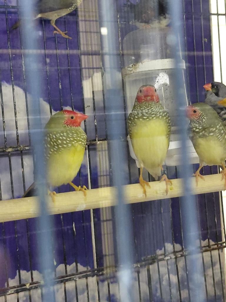 Binzenastrilde l Broedrijpe koppels, Dieren en Toebehoren, Meerdere dieren, Tropenvogel