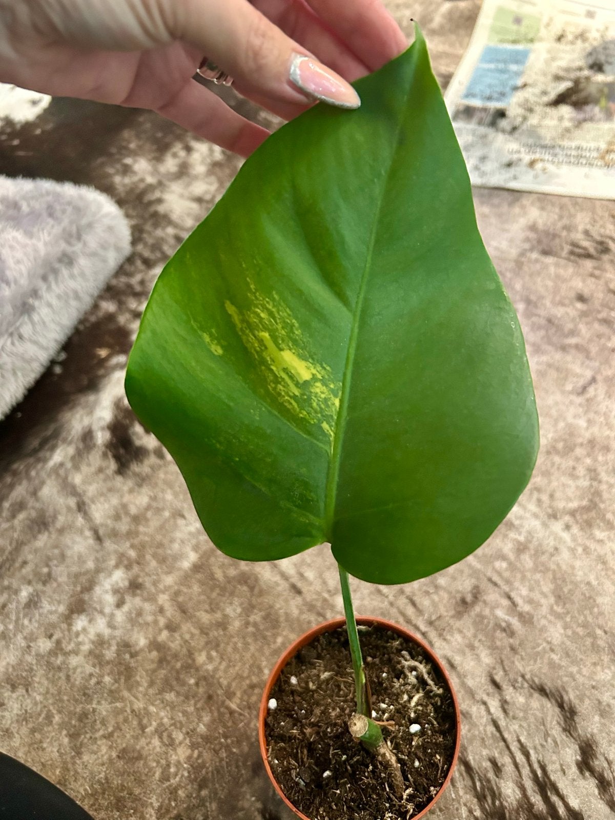 Monstera deliciosa Aurea stek - Zeldzame Variegata, Ophalen of Verzenden, Halfschaduw, Minder dan 100 cm