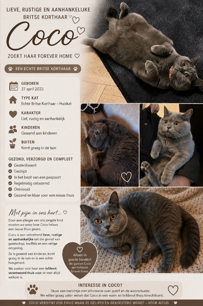 Britse korthaar, Dieren en Toebehoren, Katten en Kittens | Raskatten | Korthaar, Poes, Gechipt, 3 tot 5 jaar