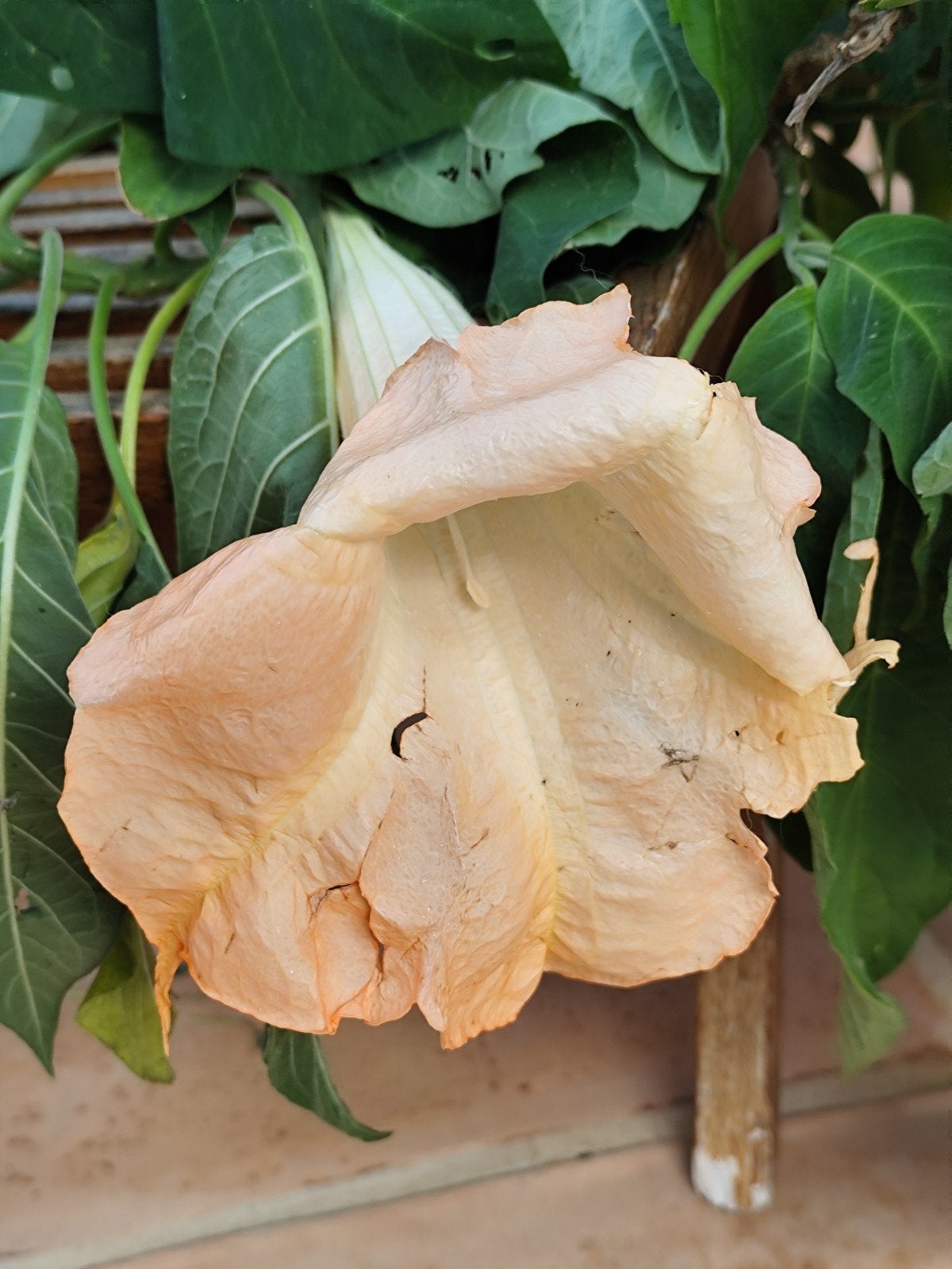 Brugmansia stekken - Pastel Oranje - Heerlijk geurend, Tuin en Terras, Planten | Tuinplanten, Volle zon, Vaste plant, Herfst, Ophalen