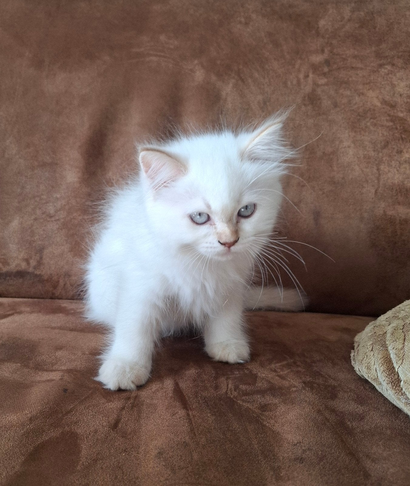 ragdoll kittens ( alleen poesje 1 beschikbaar), Dieren en Toebehoren, Meerdere dieren, Ontwormd, 0 tot 2 jaar