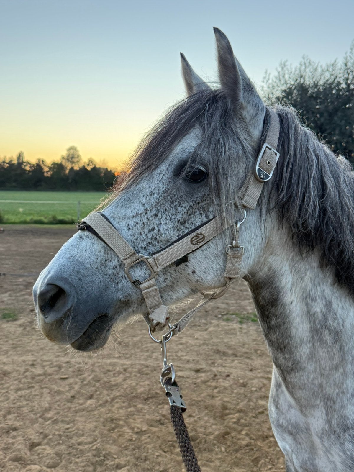 Lieve D pony, Merrie, B, Springpony, 7 tot 10 jaar