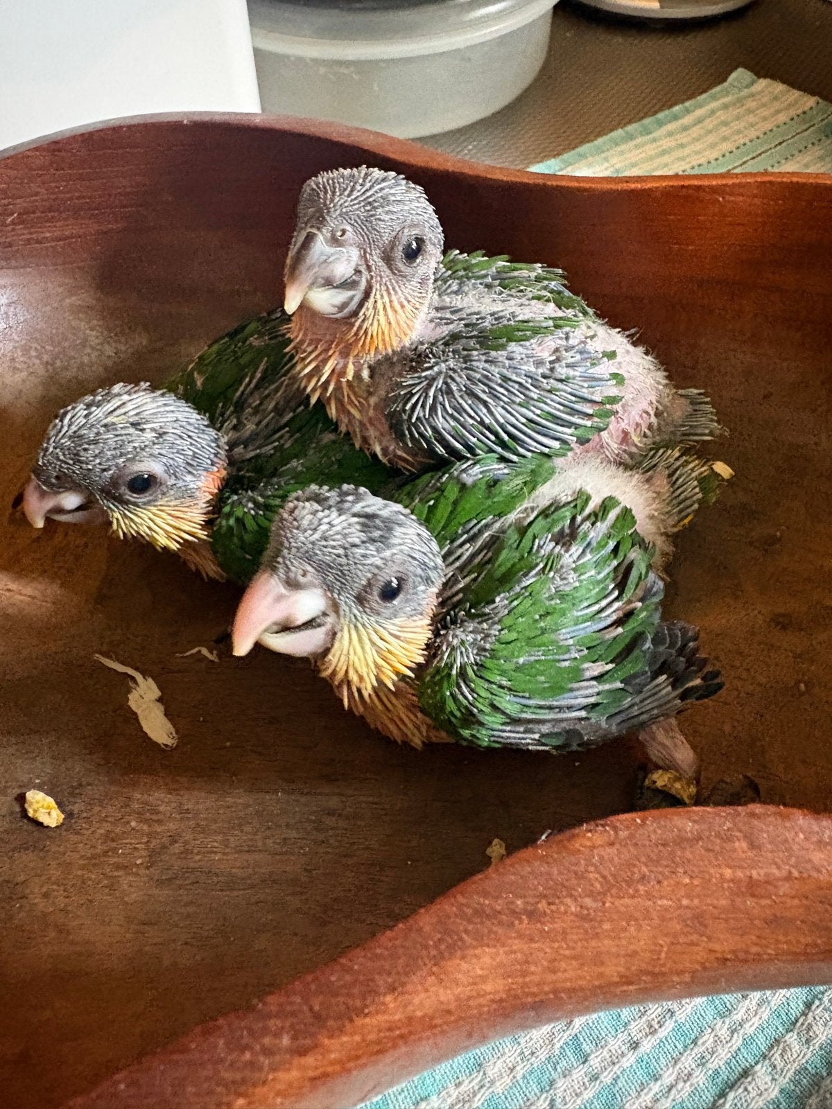 Zwartkop caiques, Meerdere dieren, Parkiet, Tam