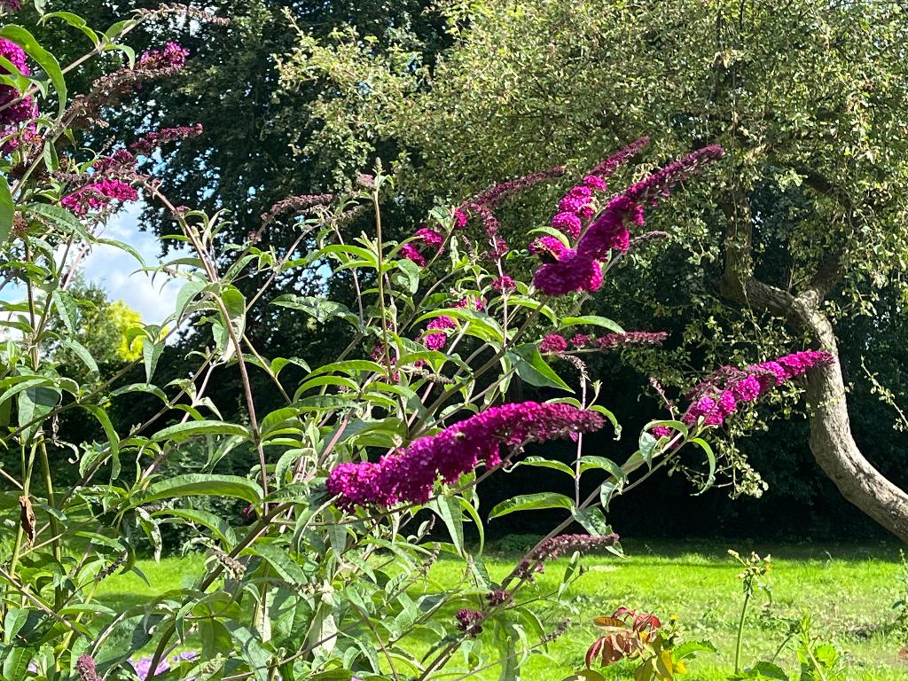 vlinderstruiken buddleja leuke kleuren en opruiming, Ophalen, Vlinderstruik, Struik, Minder dan 100 cm