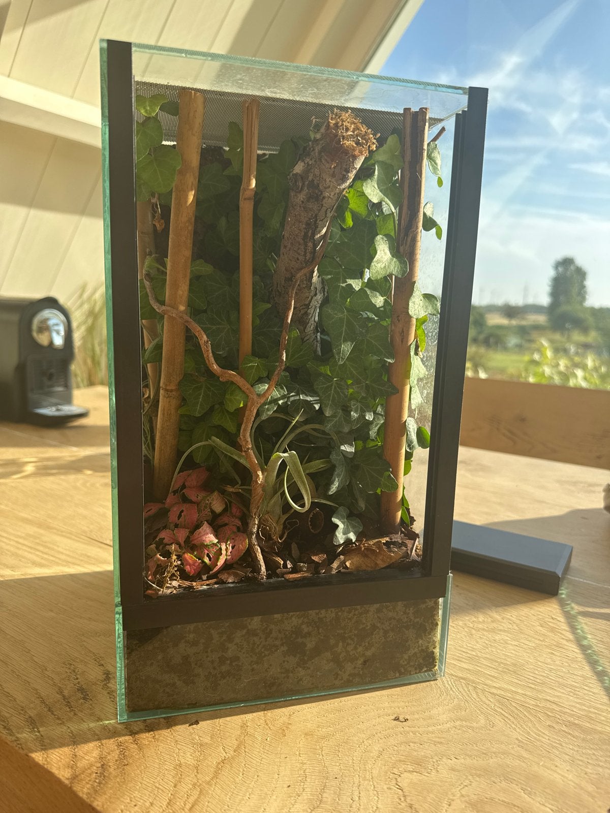 Sphearodactylus sputator (dwerggekko) + bioactief terrarium, Ophalen