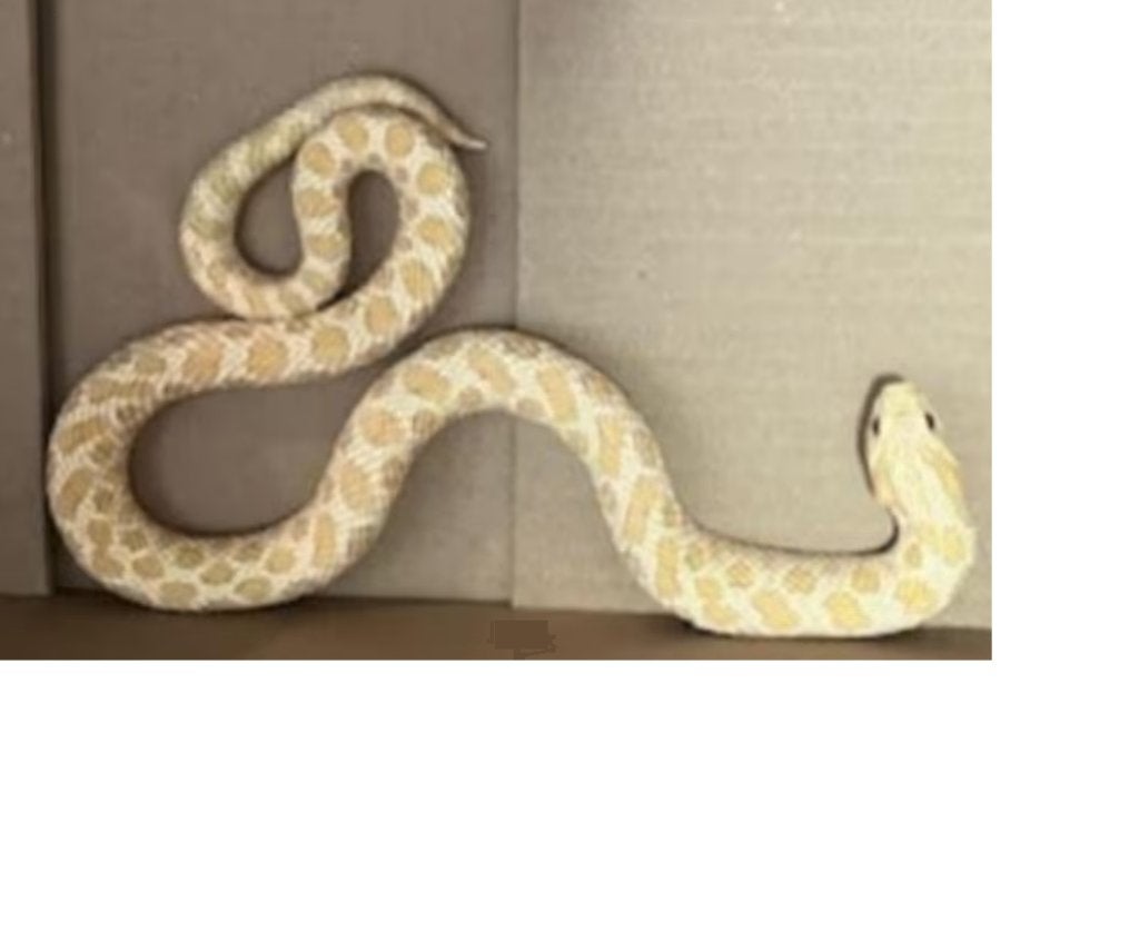 heterodon nasicus / haakneus Albino, Dieren en Toebehoren, Slang, 3 tot 6 jaar