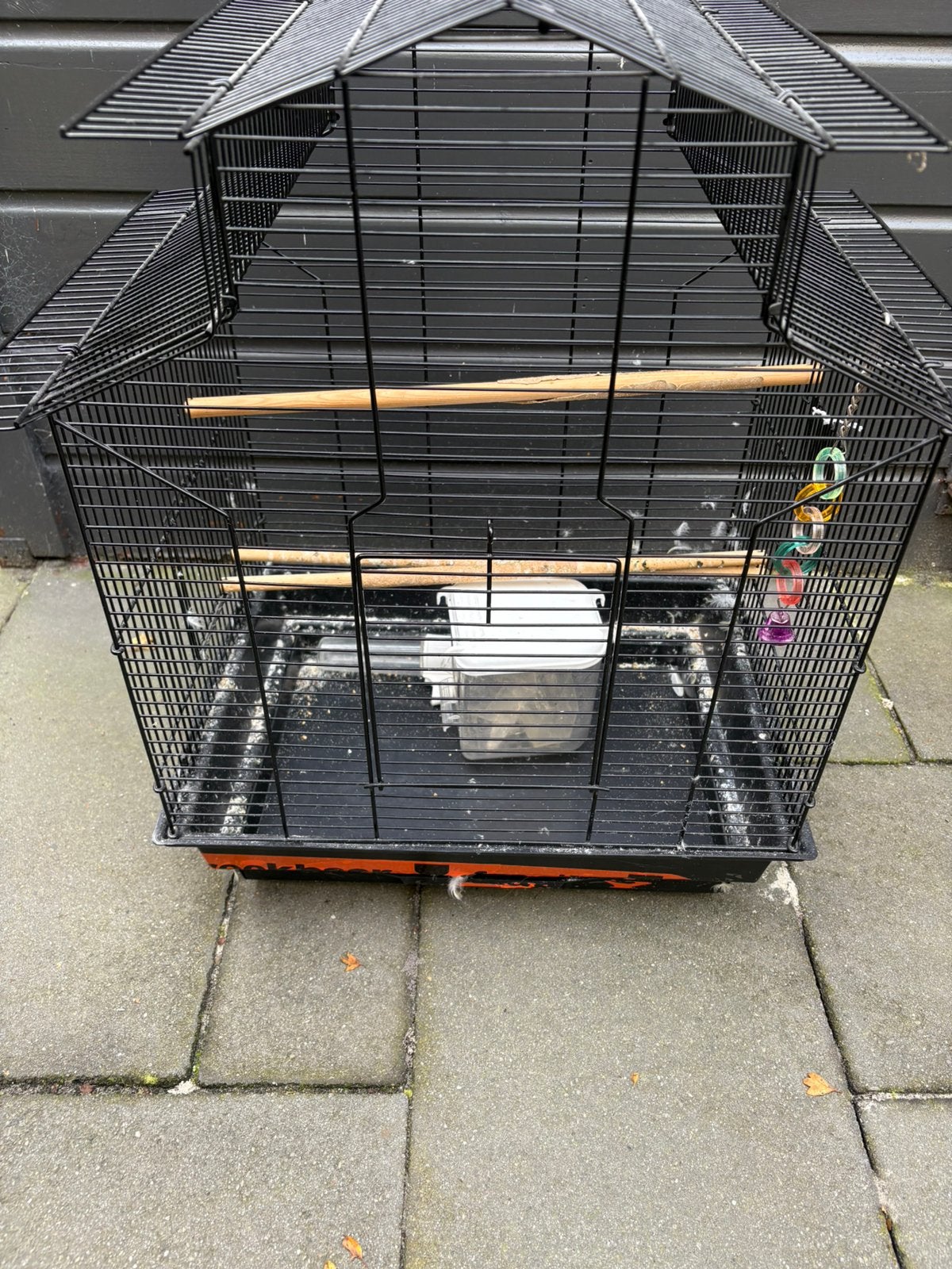Vogelkooi, Mannelijk, Zangkanarie
