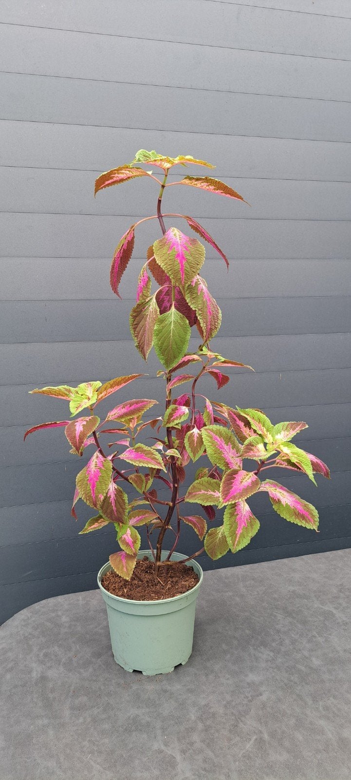 Grote coleusplant (siernetel) in plastic pot
Hoogte 70 cm., Ophalen, Halfschaduw, Minder dan 100 cm