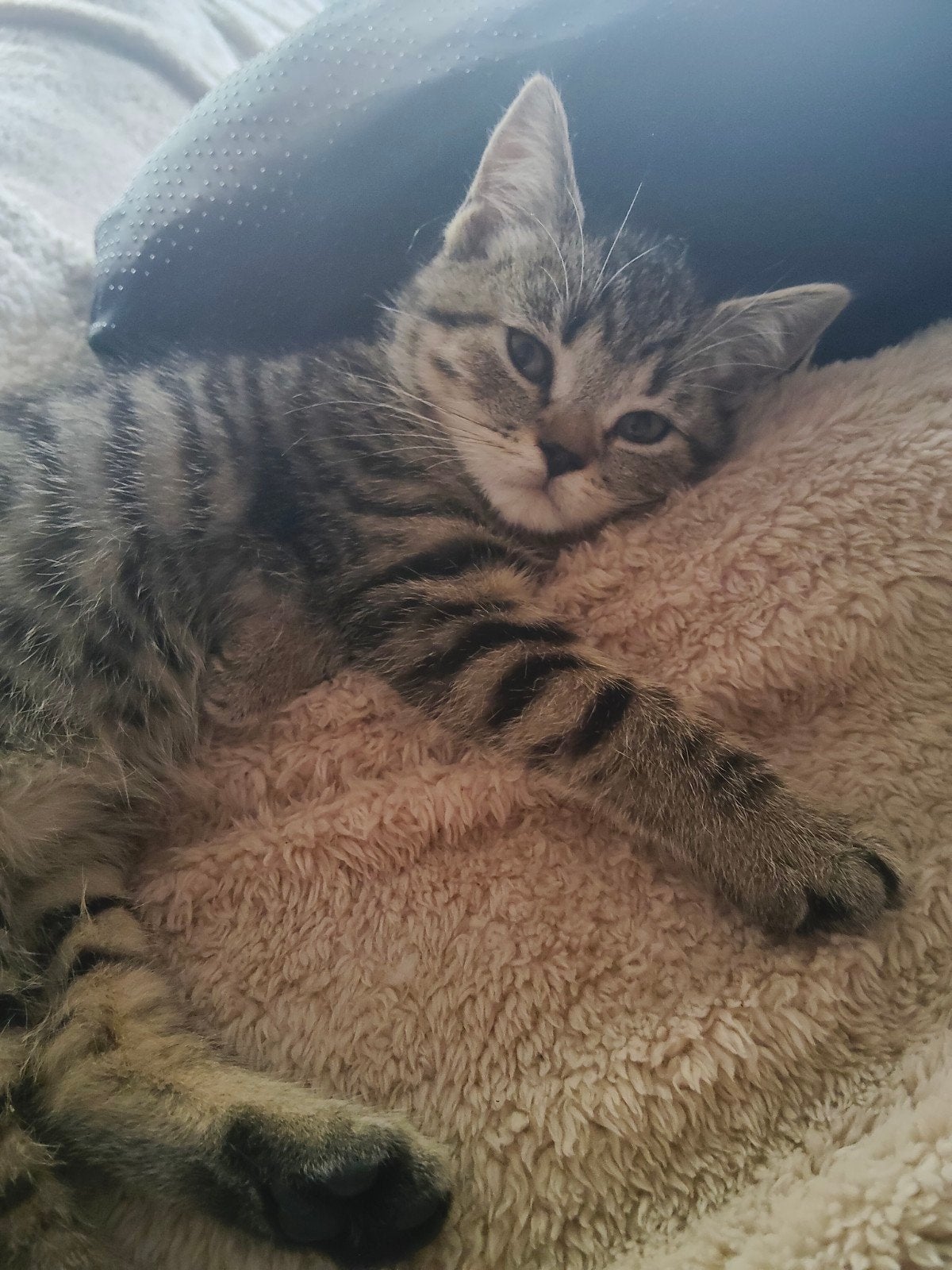 Britse korthaar kittens mogen verhuizen ️, Dieren en Toebehoren, Katten en Kittens | Raskatten | Korthaar, Meerdere dieren, Gechipt