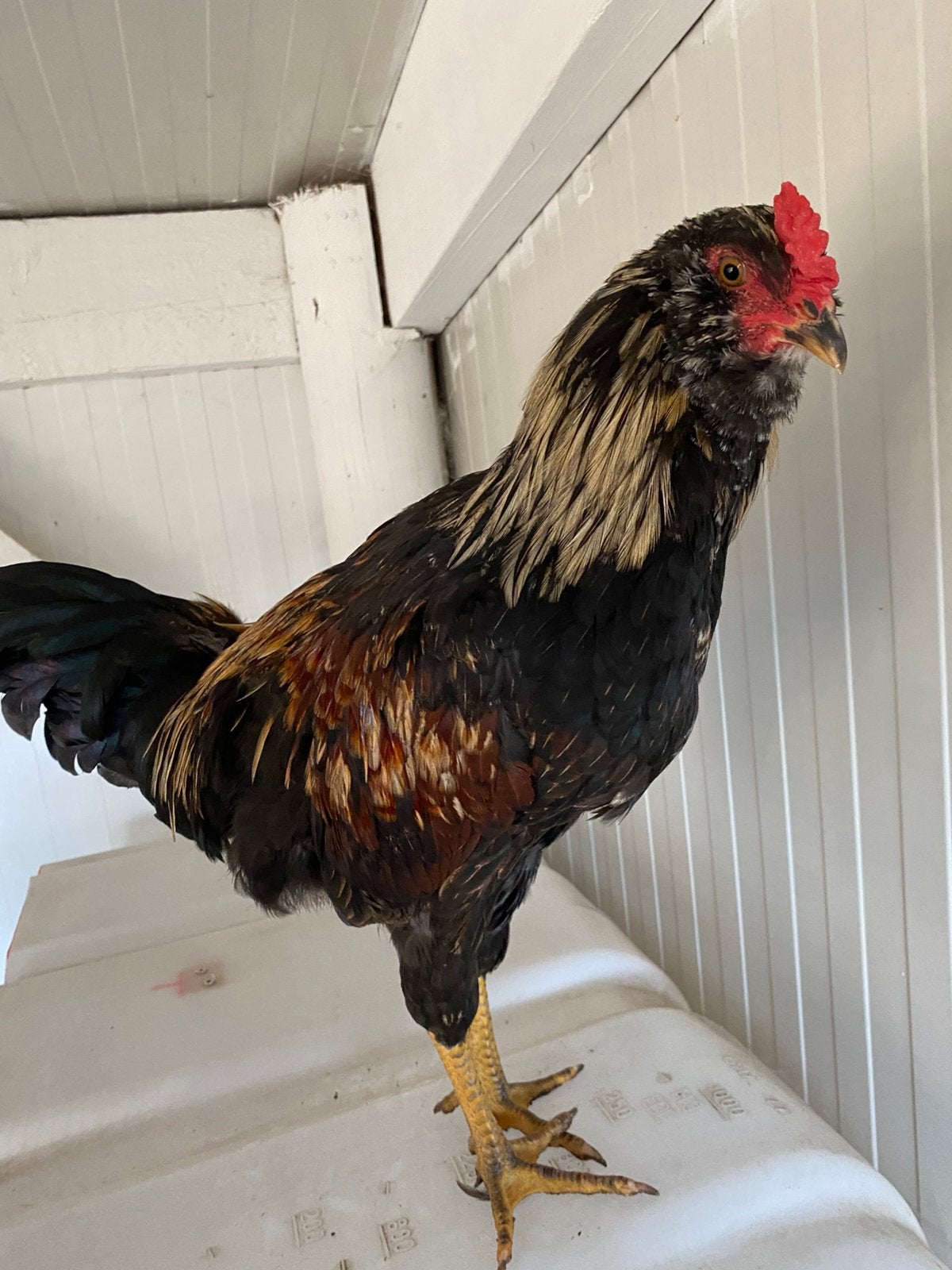 Haan, Dieren en Toebehoren, Pluimvee, Mannelijk, Kip