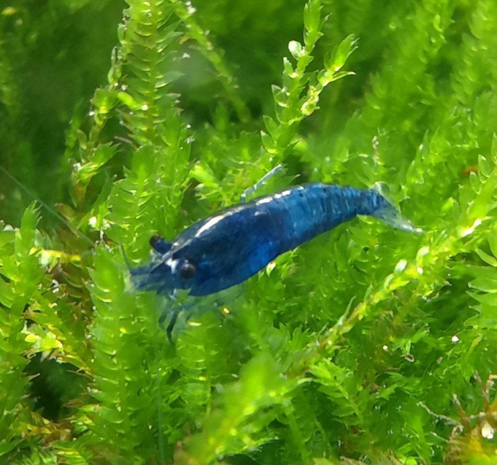 Te koop: Neocaridina Blue dream garnalen, Dieren en Toebehoren, Vissen | Aquariumvissen, Kreeft, Krab of Garnaal, Zoetwatervis