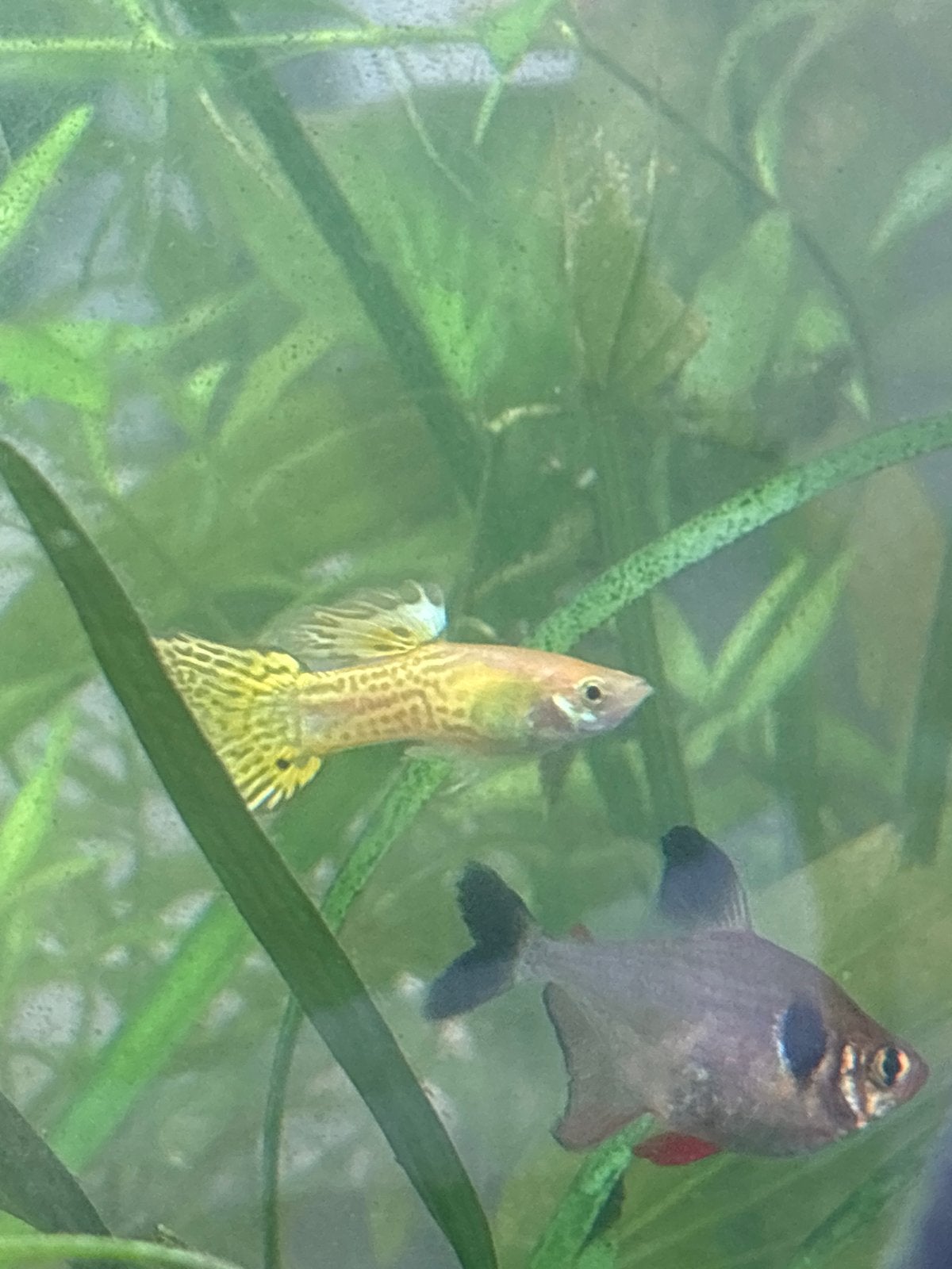 Gele mannelijke Guppy, Vis, Zoetwatervis, Schoolvis