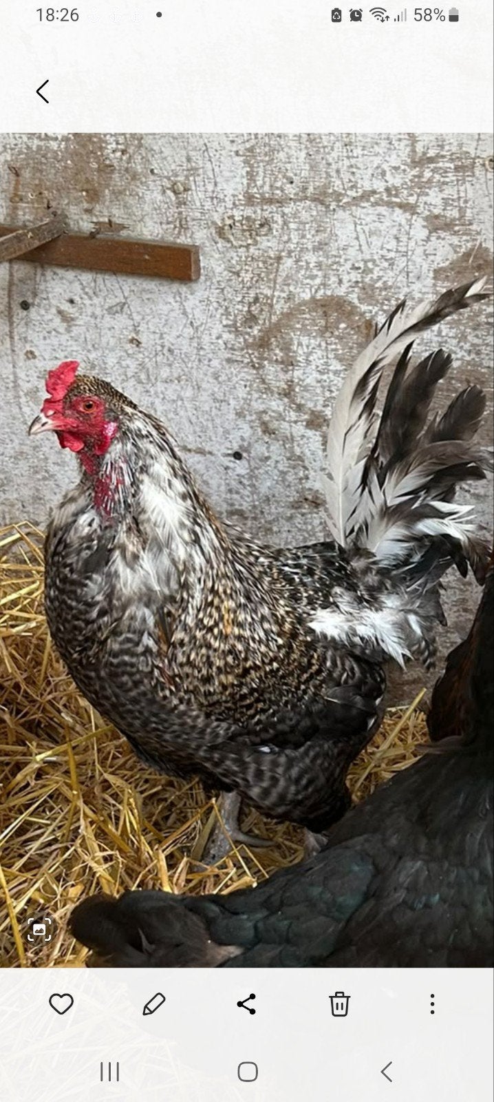 Araucana Haan, Dieren en Toebehoren