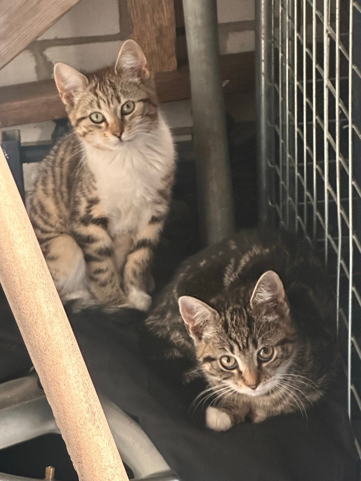 Twee lieve katten