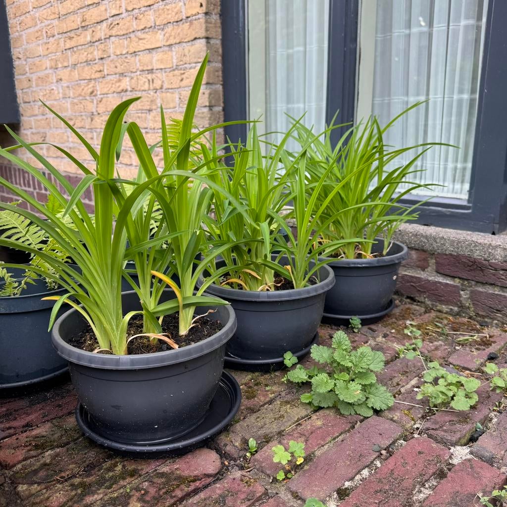 Daglelie / Hemerocallis gele bloemen 3 stuks, Volle zon, Vaste plant, Zomer, Ophalen