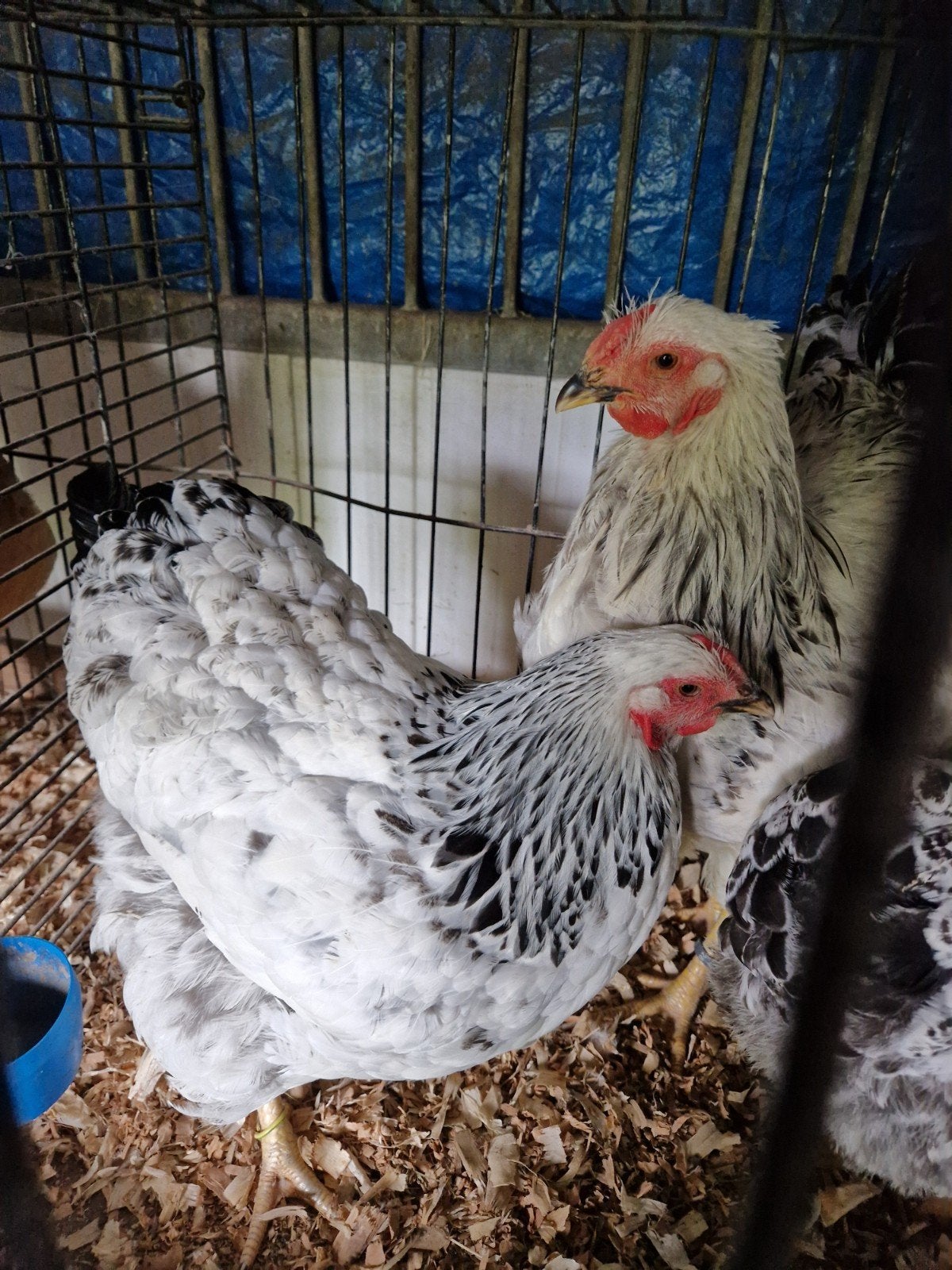TRIO WYANDOTTE COLUMBIA GROOT, Dieren en Toebehoren, Meerdere dieren, Kip