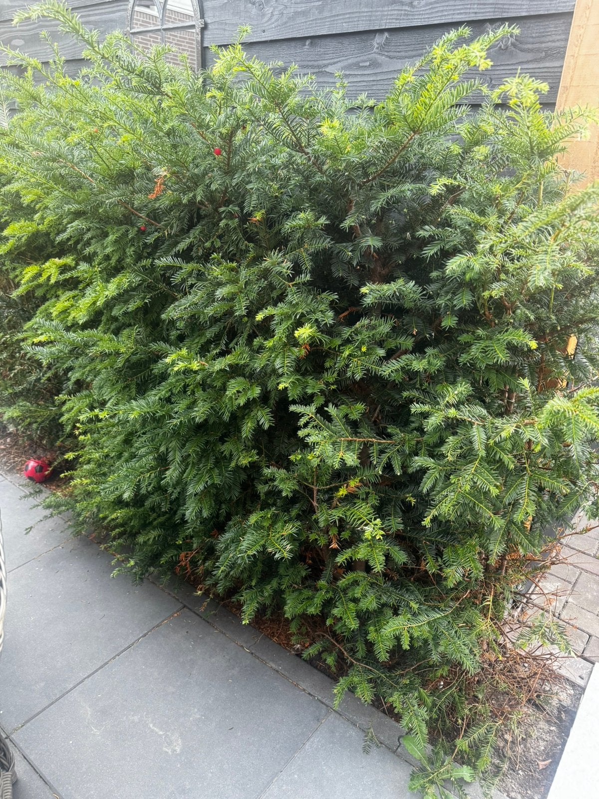 Taxus haag struik, Ophalen of Verzenden, Taxus, Haag, 100 tot 250 cm