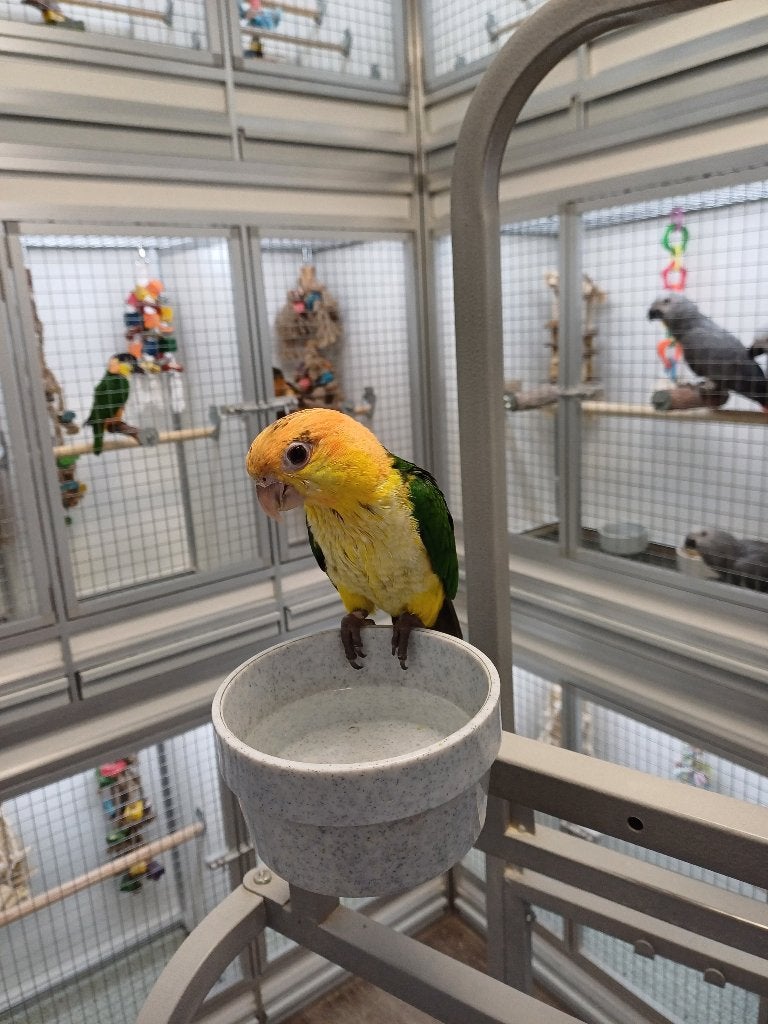 witbuikcaique, Dieren en Toebehoren, Meerdere dieren, Papegaai, Tam