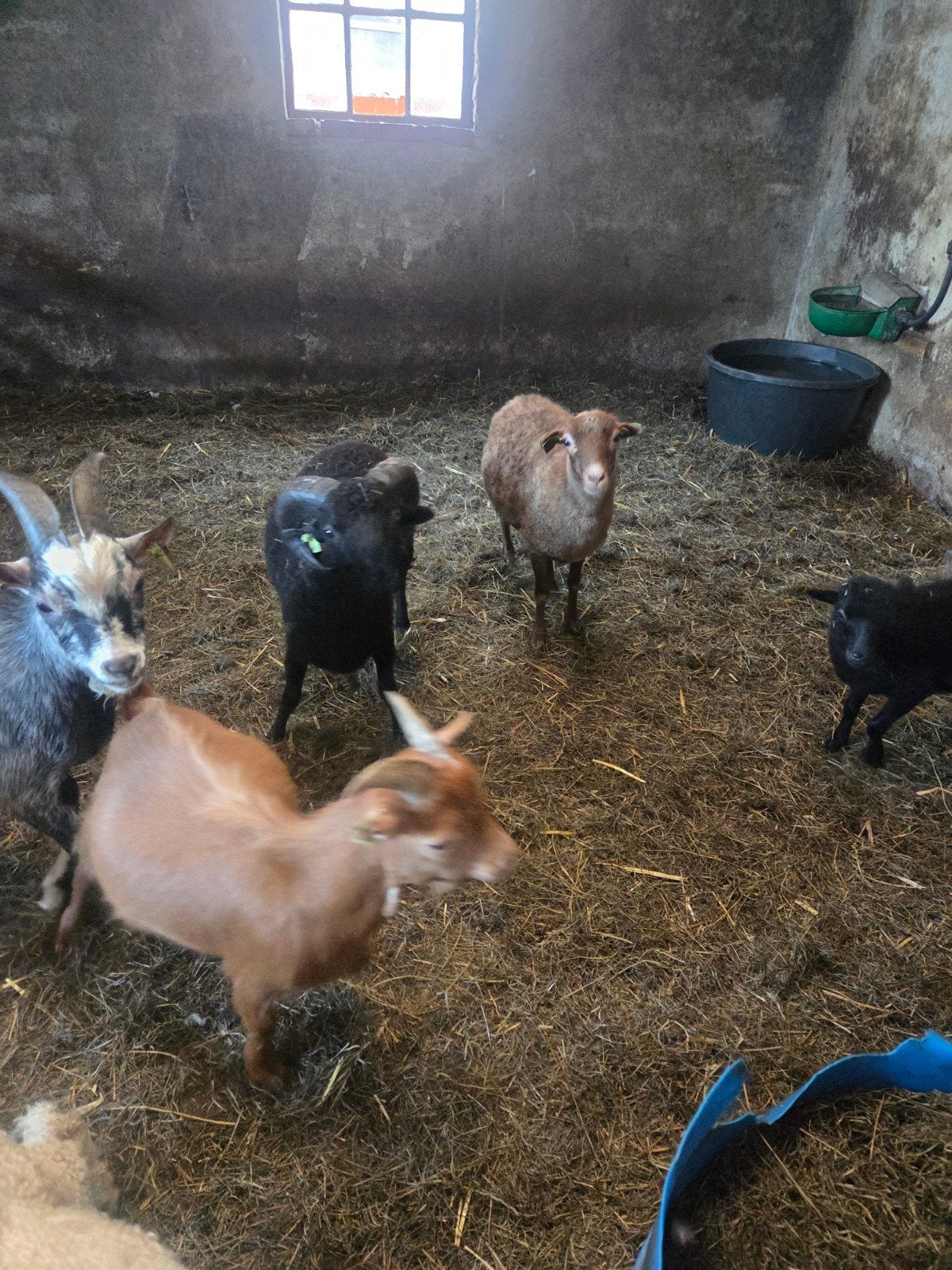 Mini schaapjes, Dieren en Toebehoren, Schapen, Geiten en Varkens, Mannelijk, Schaap