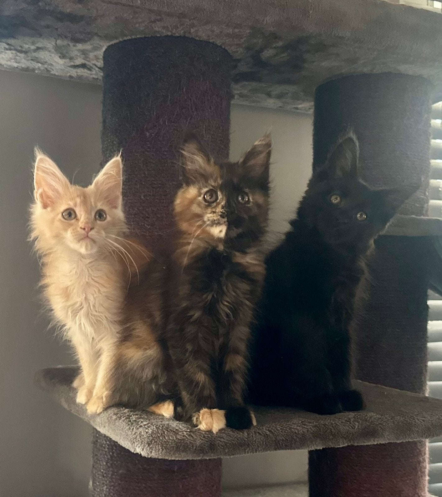 Maine Coon kittens 😻, Meerdere dieren, Met stamboom